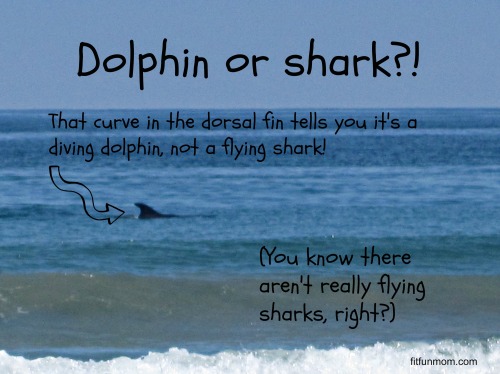 dolphin fin versus shark fin