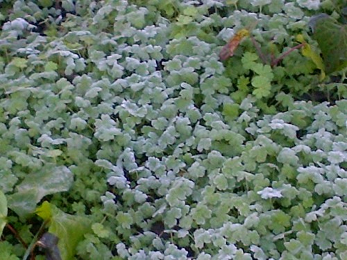 Frost on the clovers