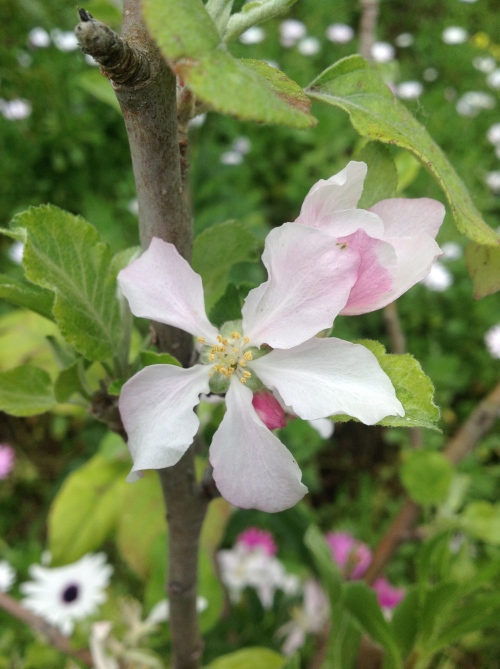 The Anna apple tree is a low-chill variety that thrives in sunny Southern California.